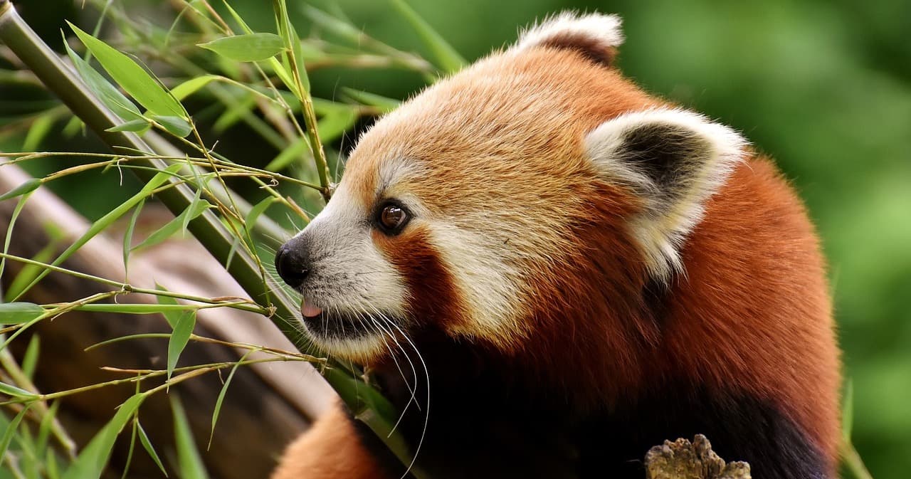 Science & Nature Class - Mammals of Asia