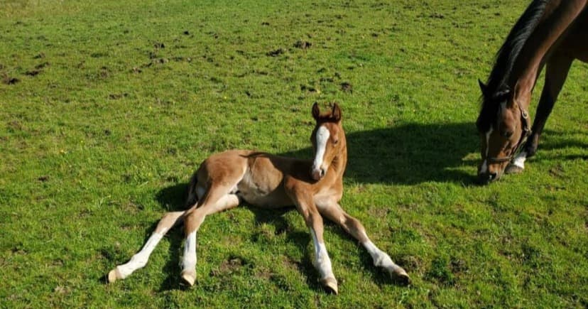 Science & Nature Class - Equine Foaling