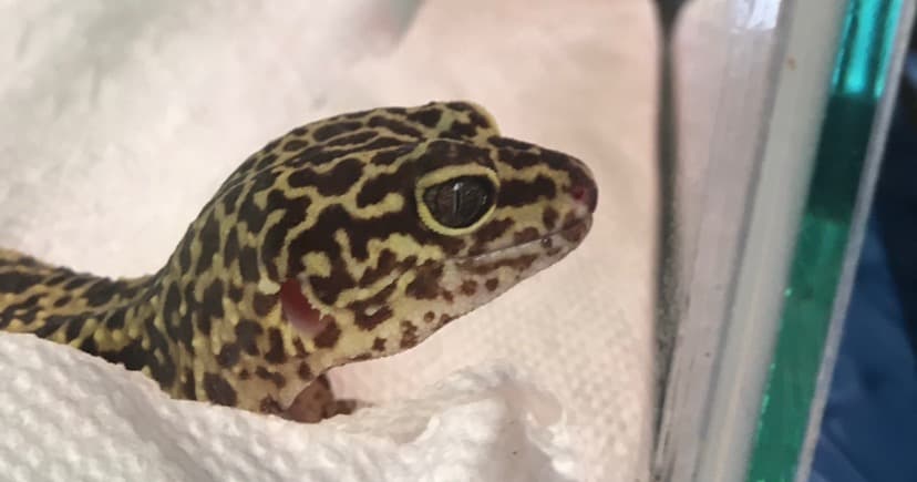 Science & Nature Class - Exotic Vet Sci