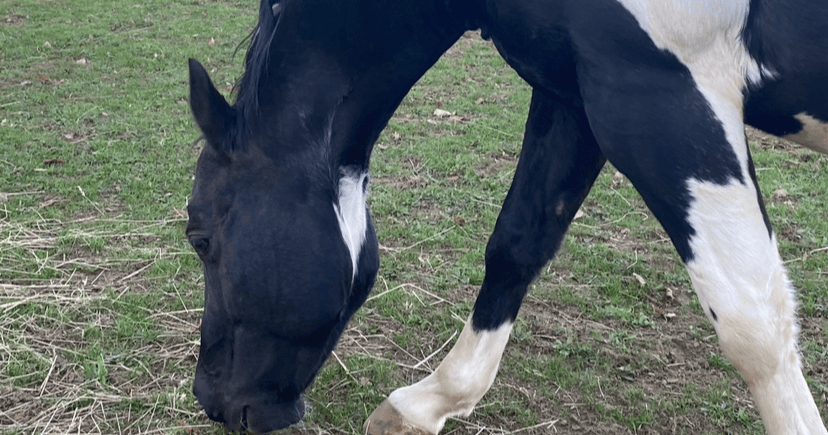 Science & Nature Class - Equine Feeds
