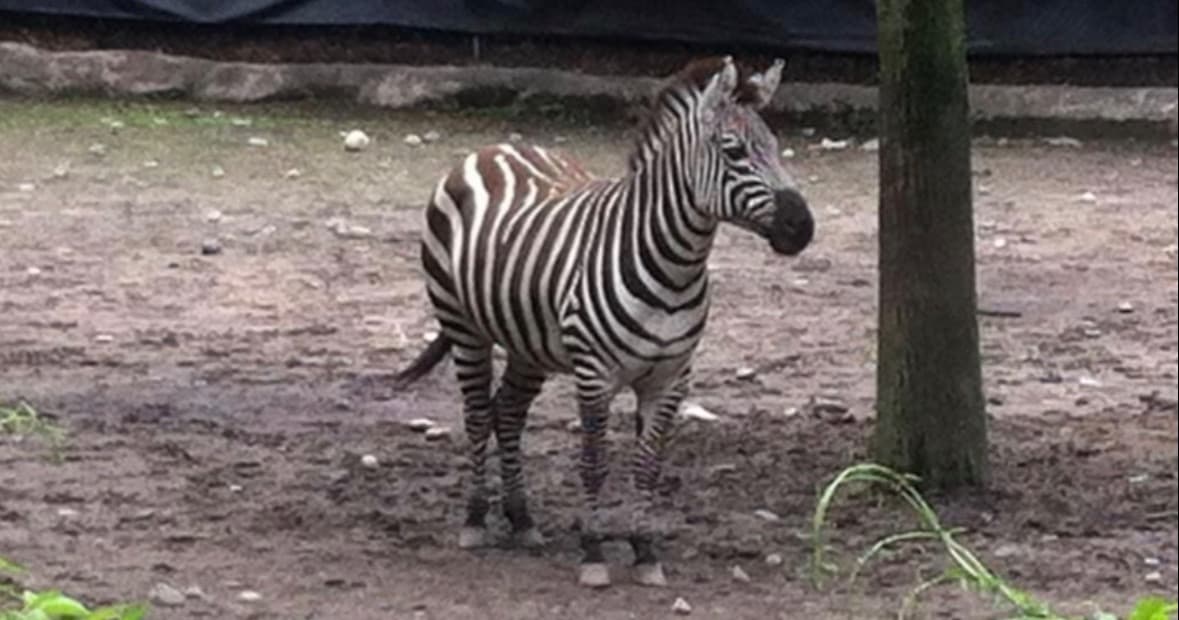 Science & Nature Class - Zoo Animal Vet