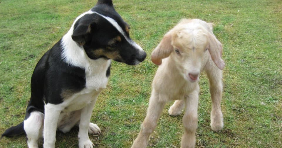 Science & Nature Class - Farm Animal Fun