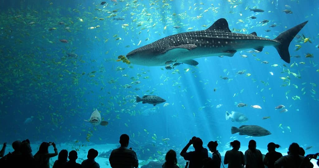 Science & Nature Class - Oceans & Life