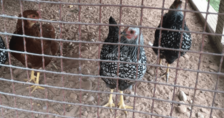 Science & Nature Class - Intro Poultry