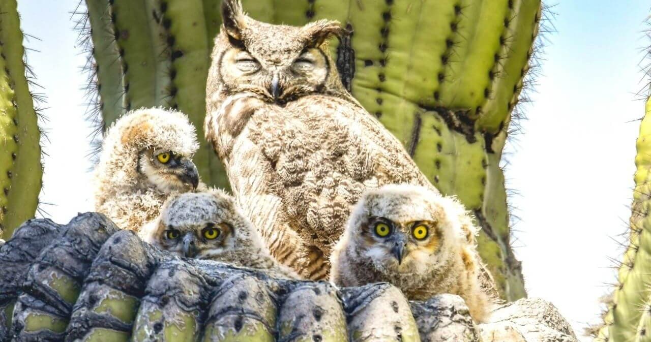 Science & Nature Class - Discover Birds