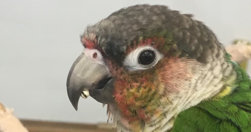 Science & Nature Class - Exotic Vet Sci