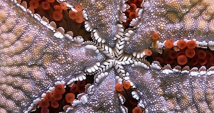 Science & Nature Class - Marine Biolog