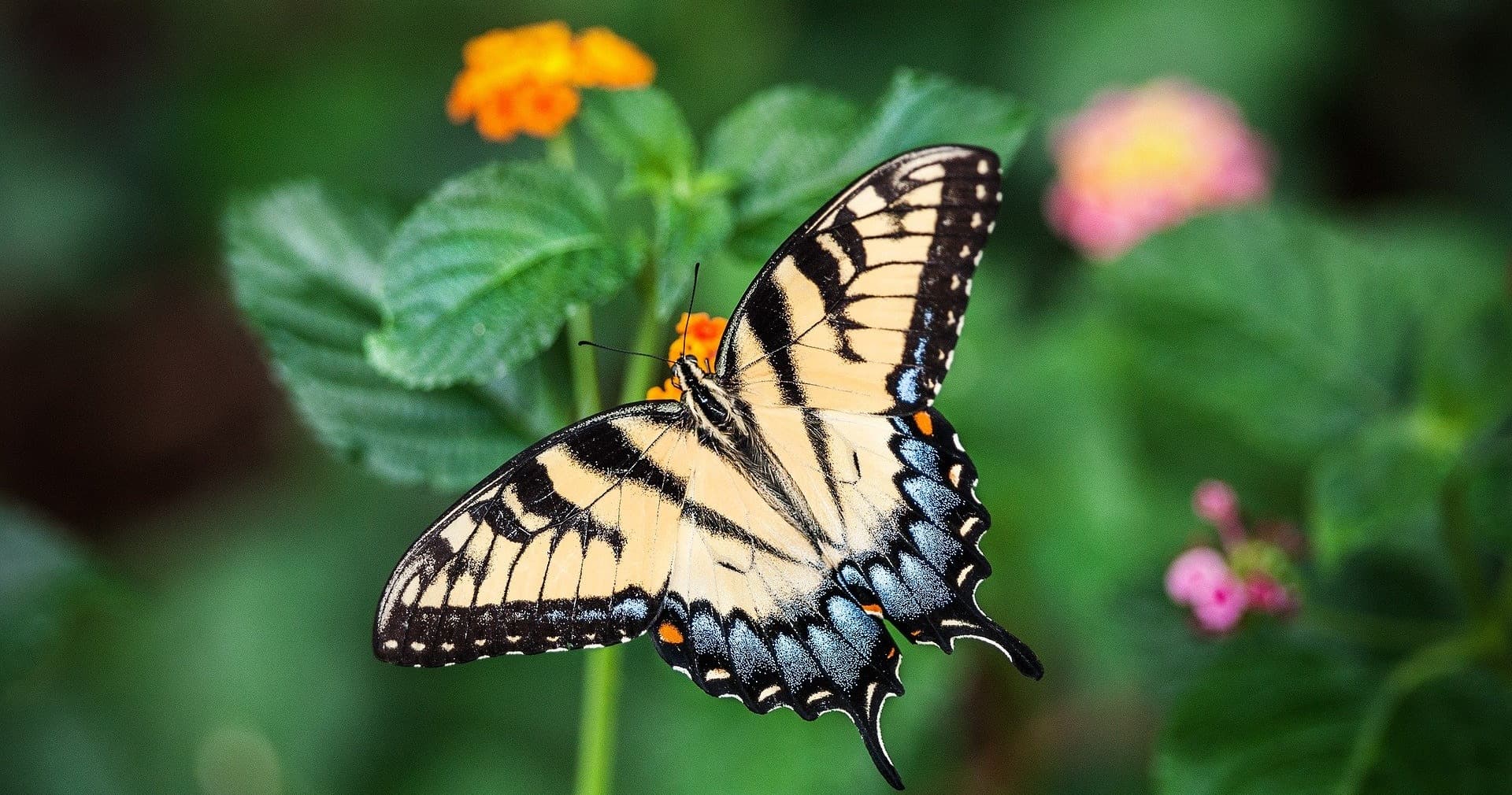 Science & Nature Class - Beneficial Bugs