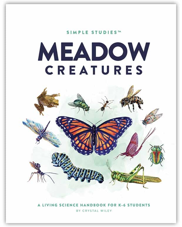 Simple Studies: Meadow Creatures