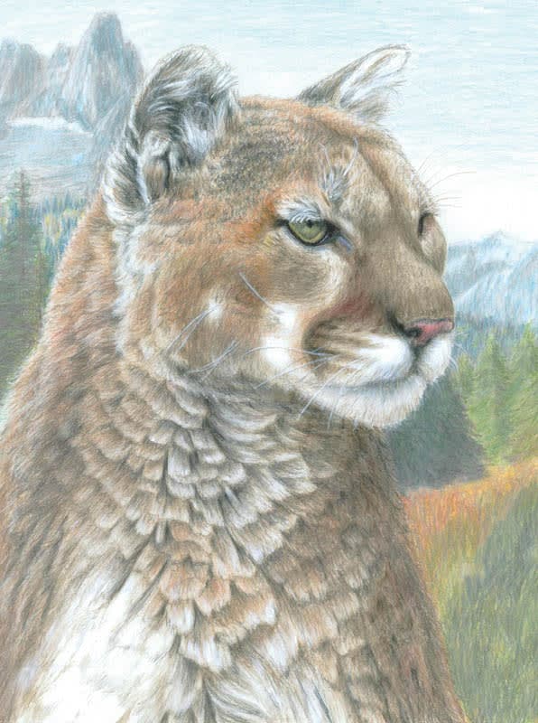 Colour Pencil By Numbers - Cougar