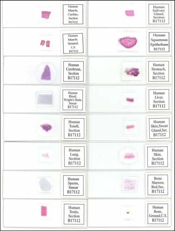 Human Physiology Prepared Slide Set