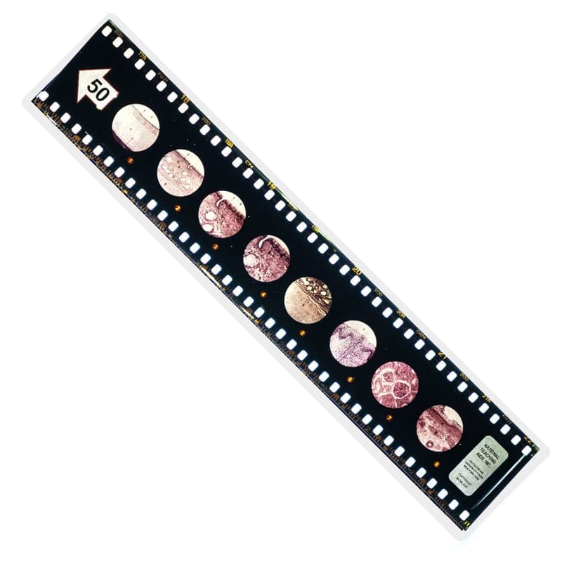 Microslide, Animal Tissues - A Set