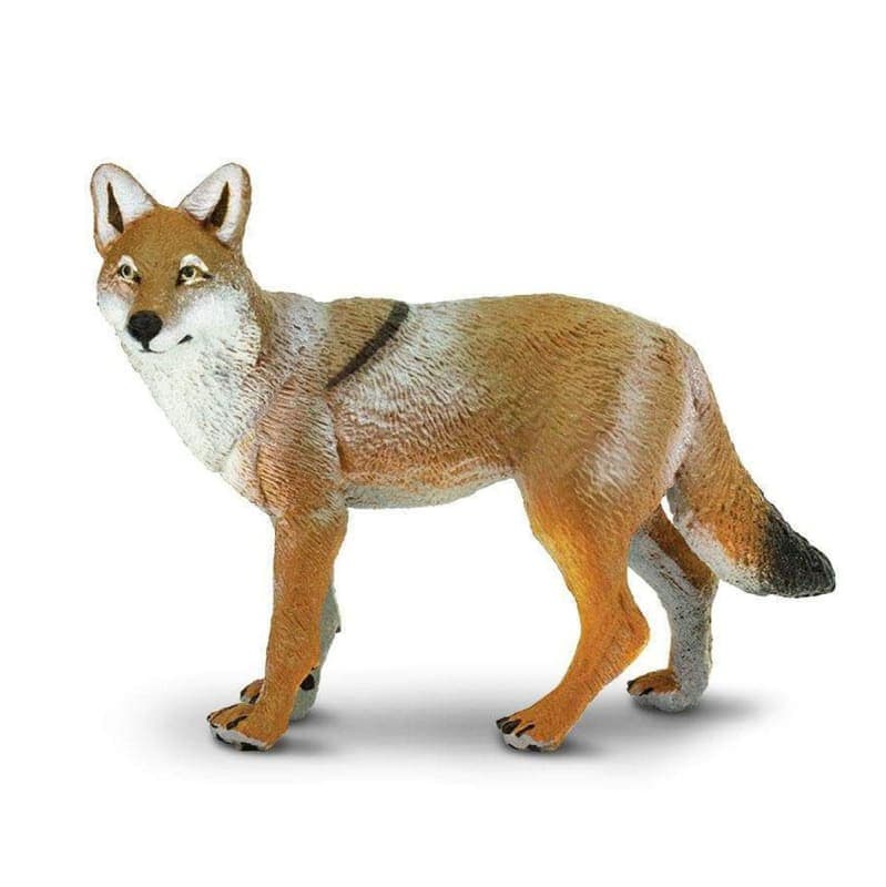 Coyote (North American Wildlife)