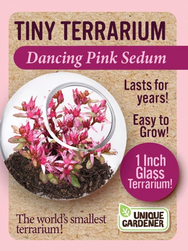 Dancing Pink Sedum
