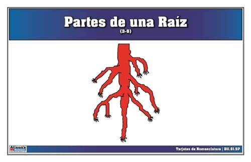 Partes de una Raíz (Tarjetas 3–6)