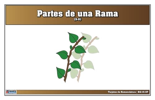 Tarjetas Nomenclatura Partes de una Rama 3-6