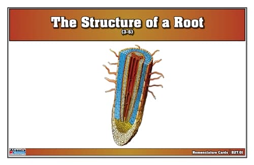 The Structure of a Root Nomenclature Cards