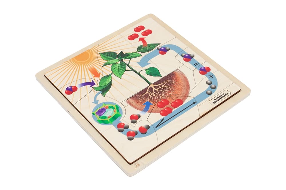 The Process of Photosynthesis Puzzle