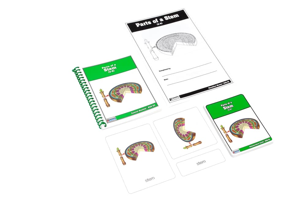 Parts of a Stem Nomenclature Cards