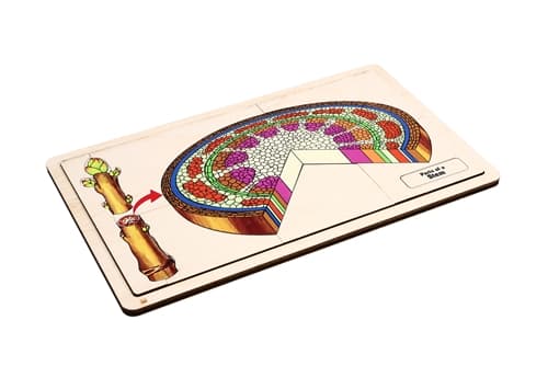 Parts of a Stem Puzzle