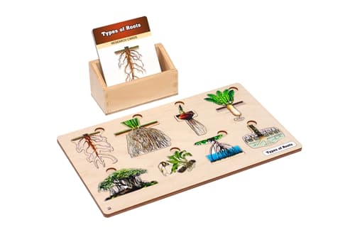 Types of Roots Set