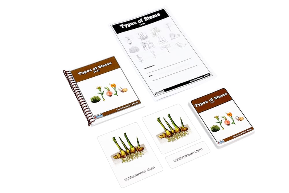Types of Stems Nomenclature Cards 3-6