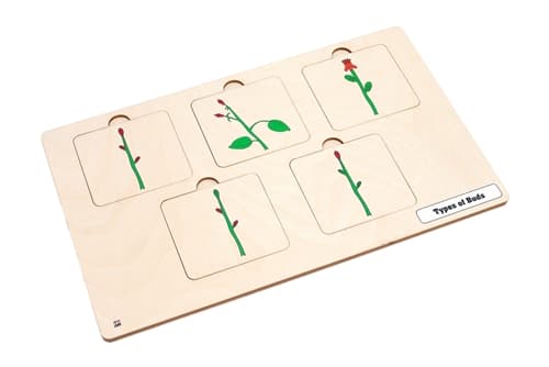 Types of Buds Puzzle