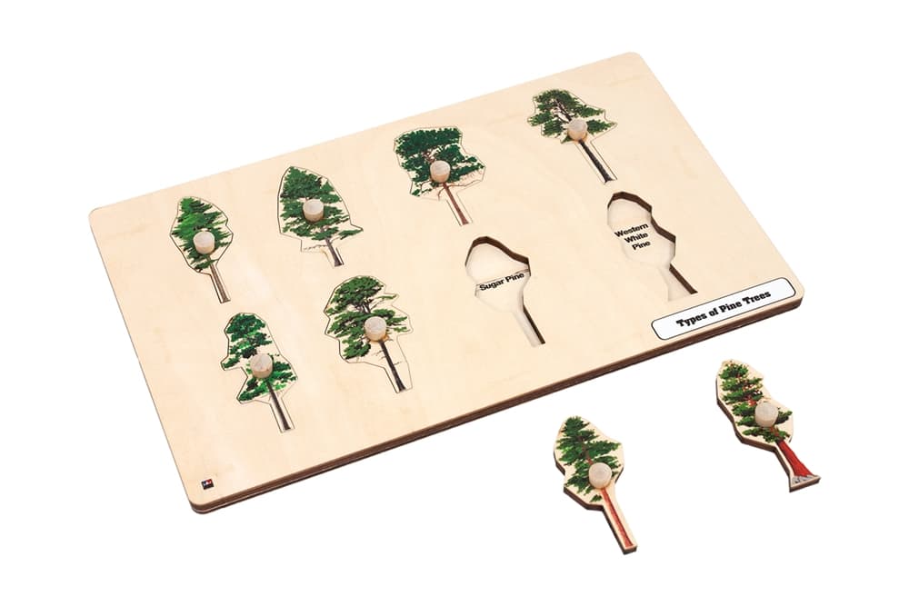 Types of Pine Trees Puzzle
