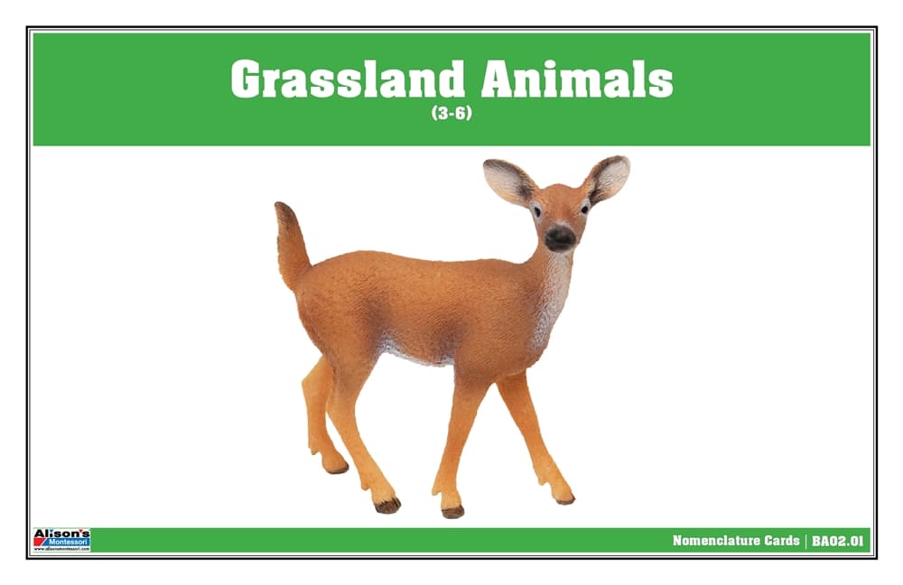 Grassland Animals Nomenclature Cards