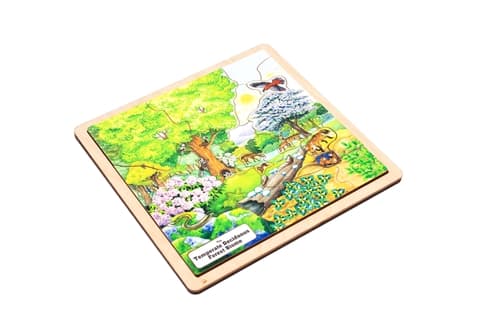 Temperate Deciduous Forest Biome - Set