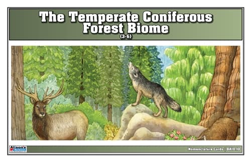 Temperate Coniferous Nomenclature Cards 3–6