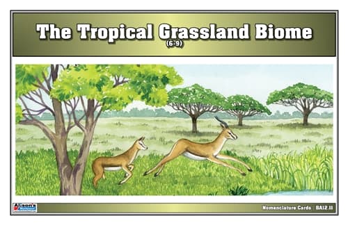 Tropical Grassland Nomenclature Cards