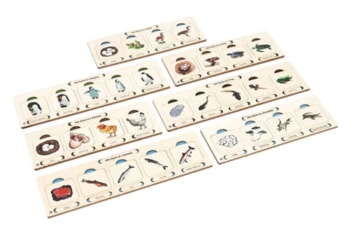 Life Cycle of Vertebrates Study - Set