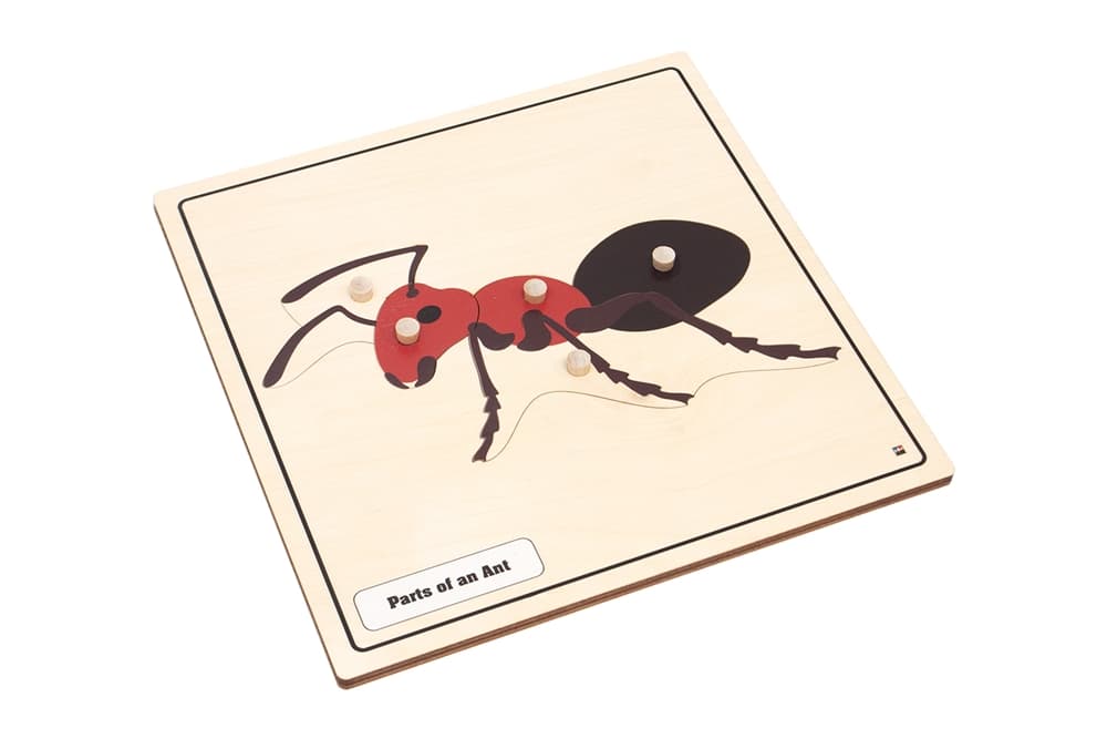 Parts of an Ant Knobbed Puzzle