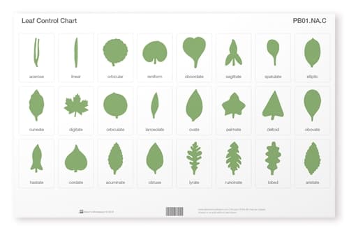 Botany Leaf Chart – North America (Laminated)