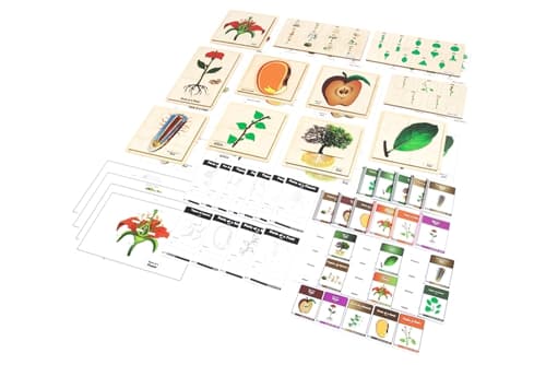 Lower Elementary Botany Nomenclature Cards Set
