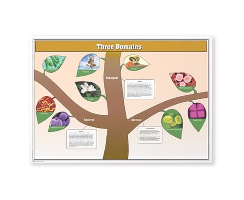 The Three Domains Chart