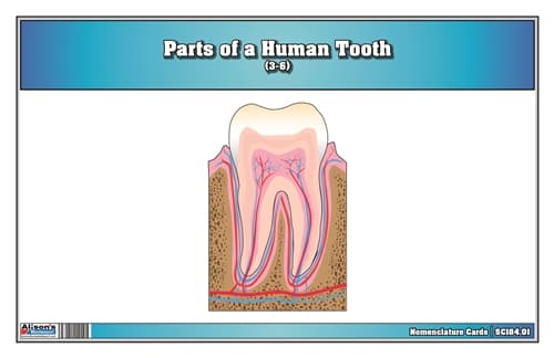 Parts of a Human Tooth 3-6