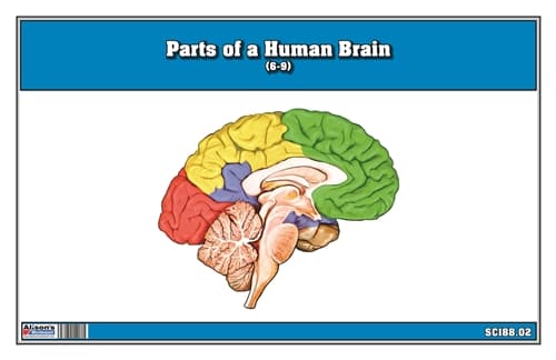 Parts of a Human Brain 6-9