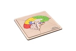 Parts of a Human Brain - Complete Set