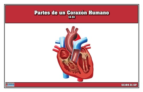 Corazón Humano Partes 3-6 – Laminate & Cut