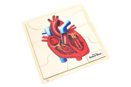 Parts of a Human Heart Puzzle