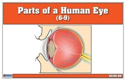 Parts of a Human Eye 6-9