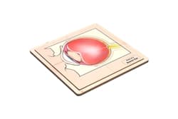 Parts of a Human Eye - Complete Set