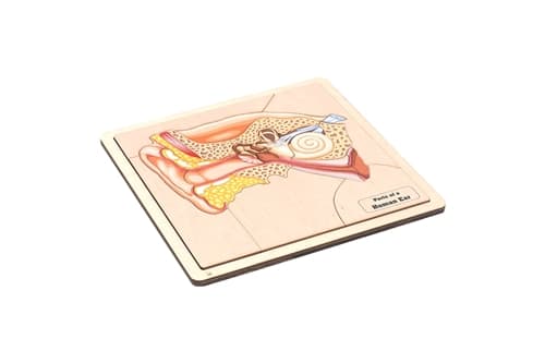 Parts of a Human Ear (Complete Set)