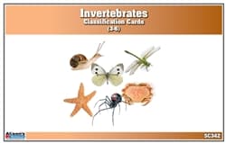 Invertebrates Classification Nomenclature Cards