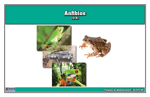 Tarjetas de Nomenclatura de Anfibios