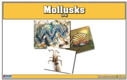 Mollusks Nomenclature Cards