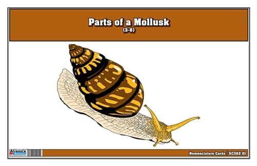 Parts of a Mollusk Nomenclature Cards 3-6