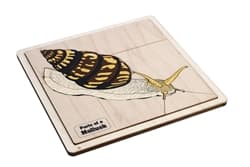 Parts of a Mollusk Puzzle and Cards 6-9